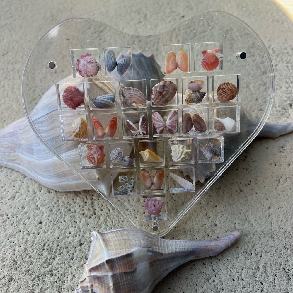 Heart-Shaped Seashell Display - Picture 5 of 8